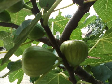 雖然無花果樹不發旺